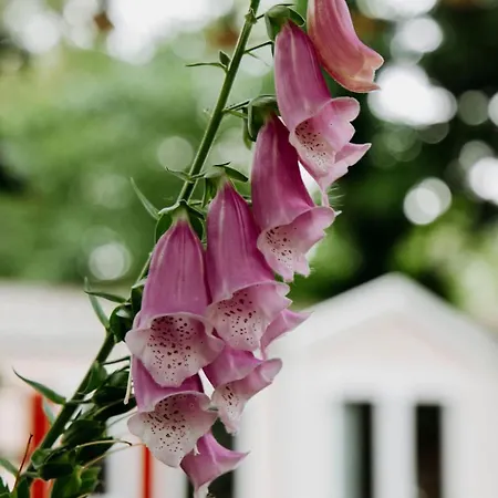 The Red Shutter Chalet *