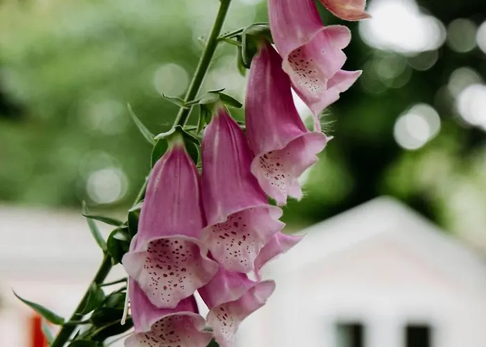 The Red Shutter 샬레 *