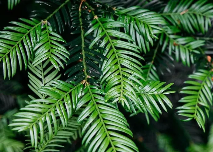 The Red Shutter * Hattemerbroek